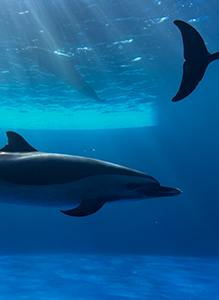 四国水族館のマダライルカ