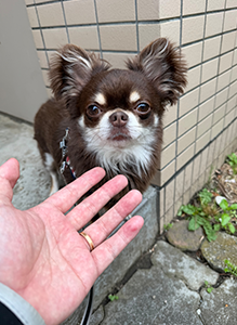 愛犬とお散歩中にカメラ目線もらいました!